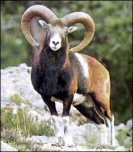 Khénifra : le mouflon dans ses derniers retranchements